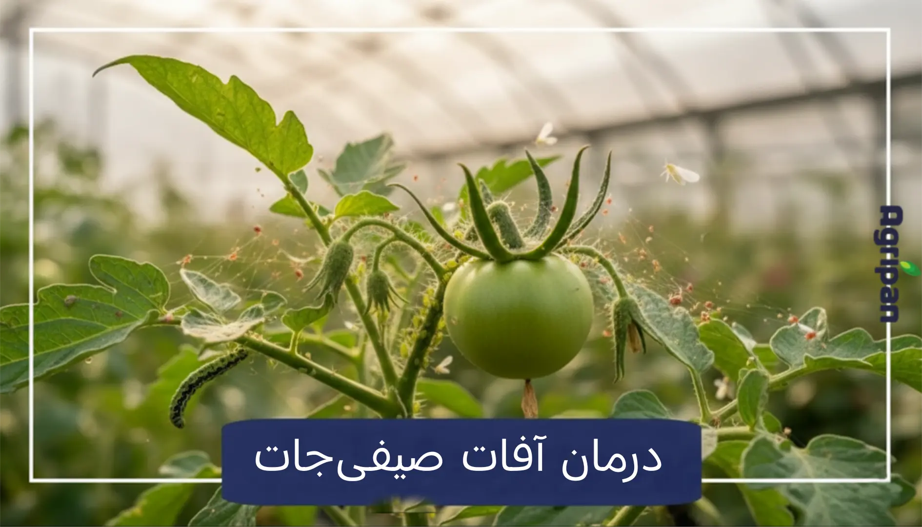راهنمای جامع شناخت و درمان قطعی آفات سبزی و صیفی (گوجه، خیار، فلفل و بادمجان)